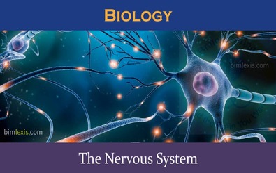 The Nervous System